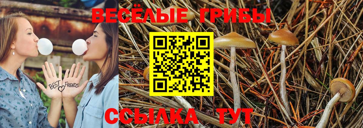 Псилоцибиновые грибы Cubensis  как найти закладки  Новосибирск  Вход с VPN 